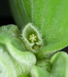   Pistia stratiotes  flower; photo: S.L. Winterton 