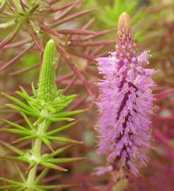   Pogostemon erectus  inflorescence; photo: S.L. Winterton 