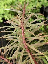   Pogostemon stellatus , emersed; photo: S.L. Winterton 