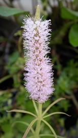   Pogostemon stellatus  inflorescence; photo: S.L. Winterton 