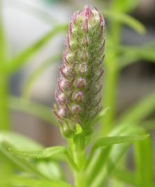   Pogostemon yatabeanus  inflorescence; photo: S.L. Winterton 