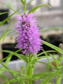   Pogostemon yatabeanus  inflorescence; photo: S.L. Winterton 