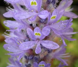   Pontederia cordata  flowers; photo: S.L. Winterton 