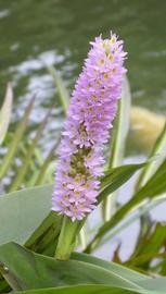   Pontederia cordata  inflorescence; photo: S.L. Winterton 