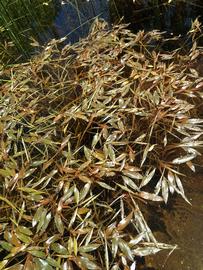   Potamogeton  sp., floating; photo: S.L. Winterton 