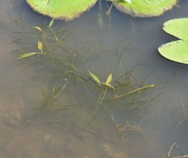   Potamogeton javanicus , submersed; photo: S.L. Winterton 