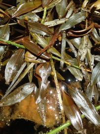   Potamogeton  sp. spike apices from above; photo: S.L. Winterton 