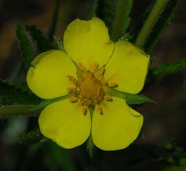   Potentilla arguta  flower; photo © Joshua Mayer 