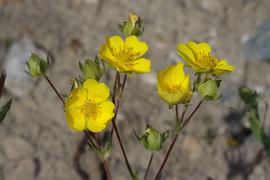   Potentilla gracilis  flowers; photo © Andrey Zharkikh 