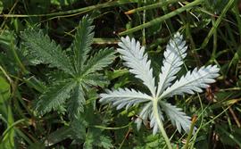   Potentilla gracilis  leaves; photo © Andrey Zharkikh 