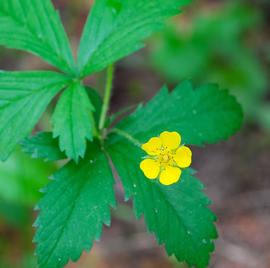   Potentilla norvegica  flower; photo © Joshua Mayer 