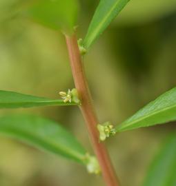   Prosperpinaca palustris  axillary flowers; photo: S.L. Winterton 