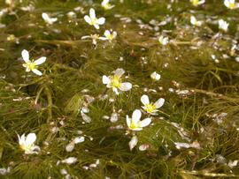   Ranunculus aquatilis , submersed, with emersed flowers; photo: S.L. Winterton 