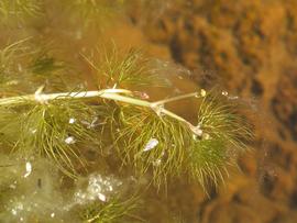   Ranunculus aquatilis , submersed; photo: S.L. Winterton 