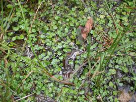   Ranunculus flagelliformis , emersed; photo: S.L. Winterton 