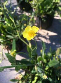   Ranunculus flammula  flower; photo: S.L. Winterton 