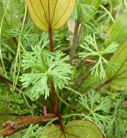   Ranunculus inundatus , emersed; photo: S.L. Winterton 