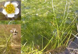   Ranunculus aquatilis  submersed leaves; inset top: flower; inset bottom: fruit, Sutter Buttes, California; photos: S.L. Winterton 