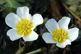   Ranunculus aquatilis  flowers; photo © 2003, 2004, 2005 J.K. Lindsey 