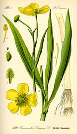   Ranunculus lingua ; plate: Prof. Dr. Otto Wilhelm Thomé "Flora von Deutschland Österreich und der Schweiz" © 1999 K. Stüber 