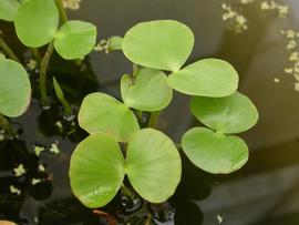   Regnellidium diphyllum , emersed; photo: S.L. Winterton 