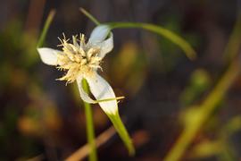   Rhynchospora colorata  flower head; photo © John Marquis 