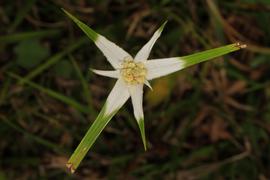   Rhynchospora colorata  flower head; photo © Judy Gallagher 