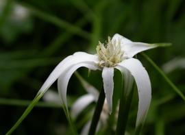   Rhynchospora colorata  flower head; photo: S.L. Winterton 