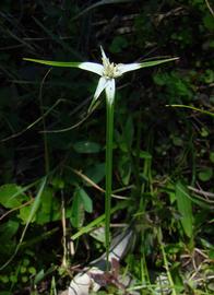   Rhynchospora colorata  inflorescence; photo © Anita Gould 