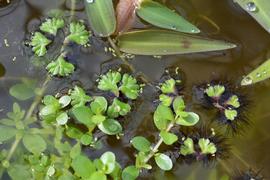   Ricciocarpus natans , floating; photo: S.L. Winterton 