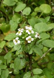   Rorippa nasturtium-aquaticum  inflorescence; photo: S.L. Winterton 