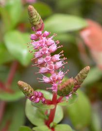   Rotala macrandra  inflorescence; photo: S.L. Winterton 