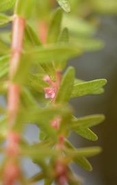   Rotala mexicana ' Araguaia ' , flowers; photo: S.L. Winterton 