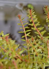   Rotala mexicana ' Araguaia ' , emersed; photo: S.L. Winterton 