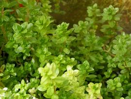   Rotala occultiflora , emersed; photo: S.L. Winterton 