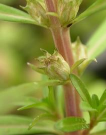   Rotala ramosior  flowers; photo: S.L. Winterton 