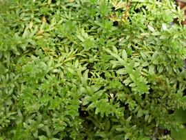   Rotala rotundifolia  'Green', emersed; photo: S.L. Winterton 