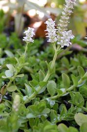   Rotala rotundifolia  'Green', emersed; photo: S.L. Winterton 