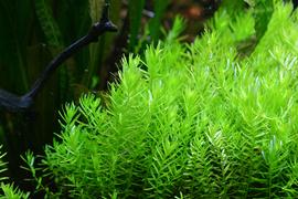   Rotala rotundifolia  'Green', submersed; photo: S.L. Winterton 