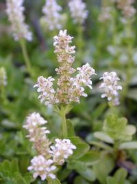   Rotala rotundifolia  'Green', emersed with inflorescence; photo: S.L. Winterton 