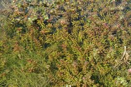   Rotala macrandra  'Narrow-leaf', submersed; photo: S.L. Winterton 