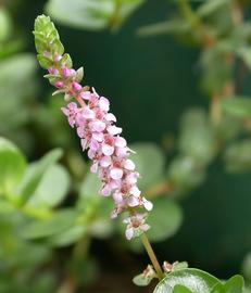   Rotala rotundifolia  inflorescence; photo: S.L. Winterton 