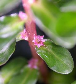   Rotala indica  flower; photo: S.L. Winterton 