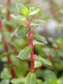   Rotala indica , emersed; photo: S.L. Winterton 