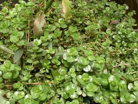   Rotala rotundifolia , emersed, inflorescence (left); photos: S.L. Winterton 