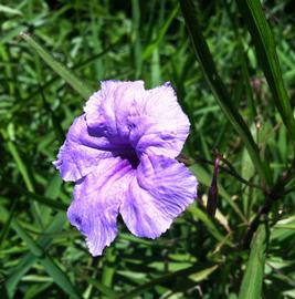   Ruellia  sp. flower; photo: S.L. Winterton 