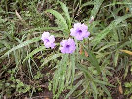   Ruellia  sp . , emersed; photo: S.L. Winterton 