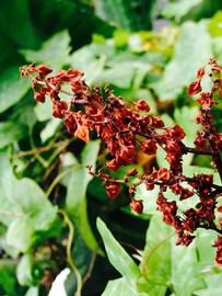   Rumex hydrolapathum  inflorescence; photo: S.L. Winterton 