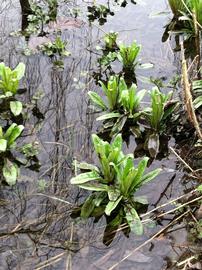   Rumex sanguineus , emersed; photo: S.L. Winterton 