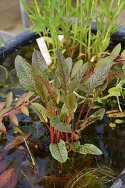   Rumex sanguineus , emersed; photo: S.L. Winterton 